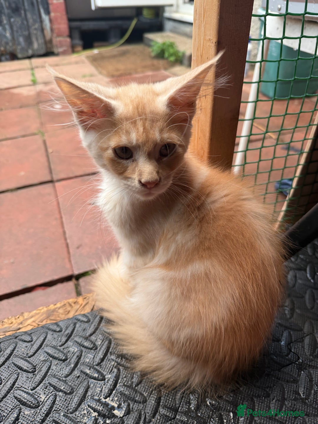 Maine Coon cats for sale: Maine Coon Kittens in Greenford - Image 30
