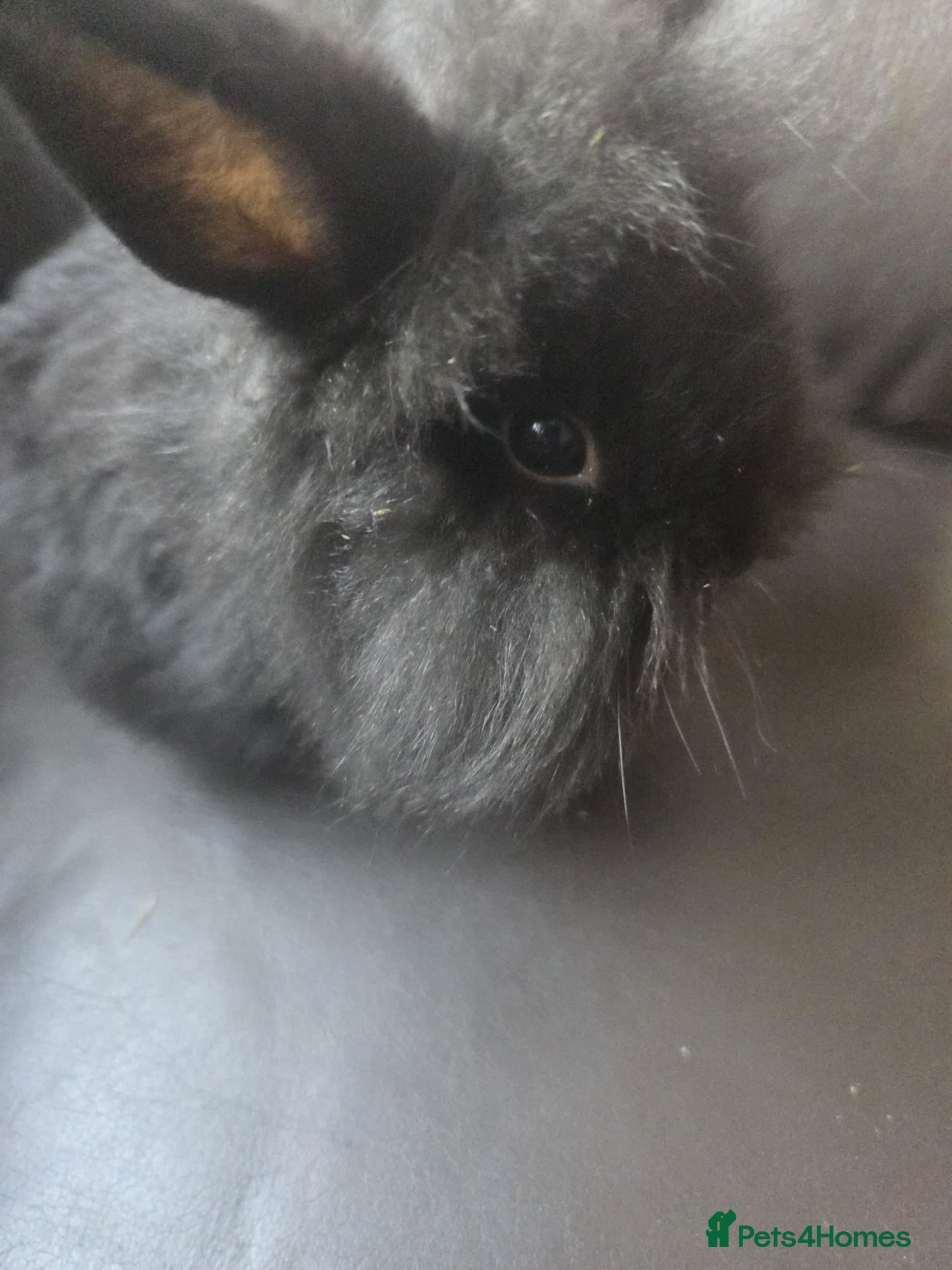Mixed Breed rabbits for sale: 4 Baby (2 black) bunnies looking for forever homes - Advert 7