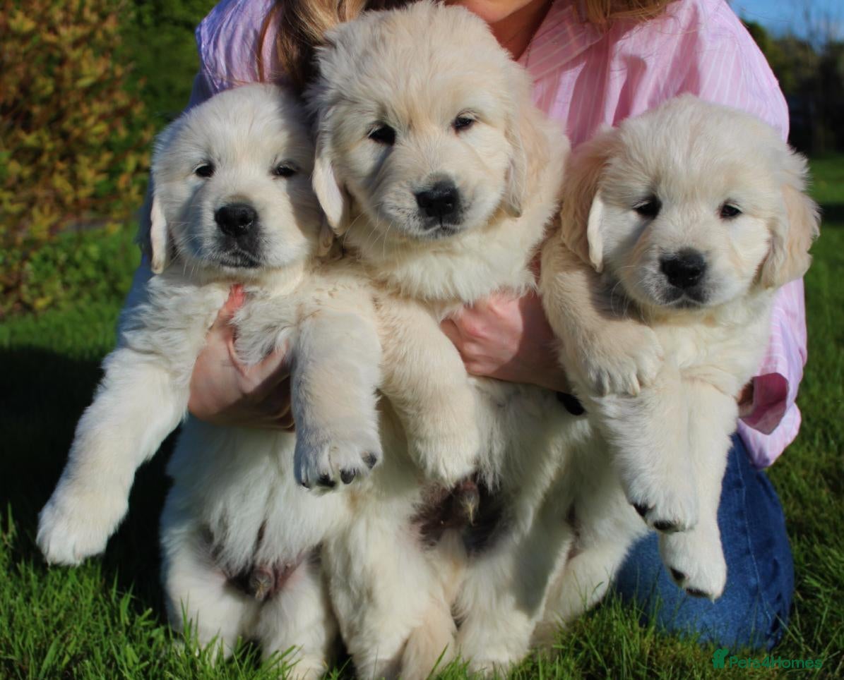 Golden Retriever dogs Top quality Golden retriever puppies - Advert 1
