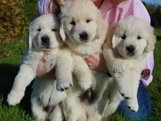 Golden Retriever dogs Top quality Golden retriever puppies - Advert 1