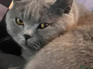 British Shorthair cats Beautiful British Shorthair - Advert 1