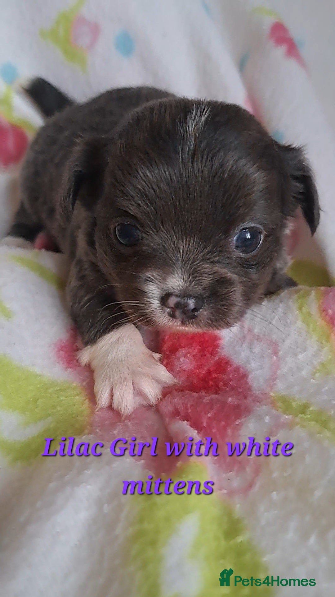 Chihuahua dogs for sale: Long Coat Chihuahua puppies for sale - Advert 20