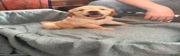 Golden Retriever dogs for sale: KC Registered Golden Retriever puppies - Advert 12