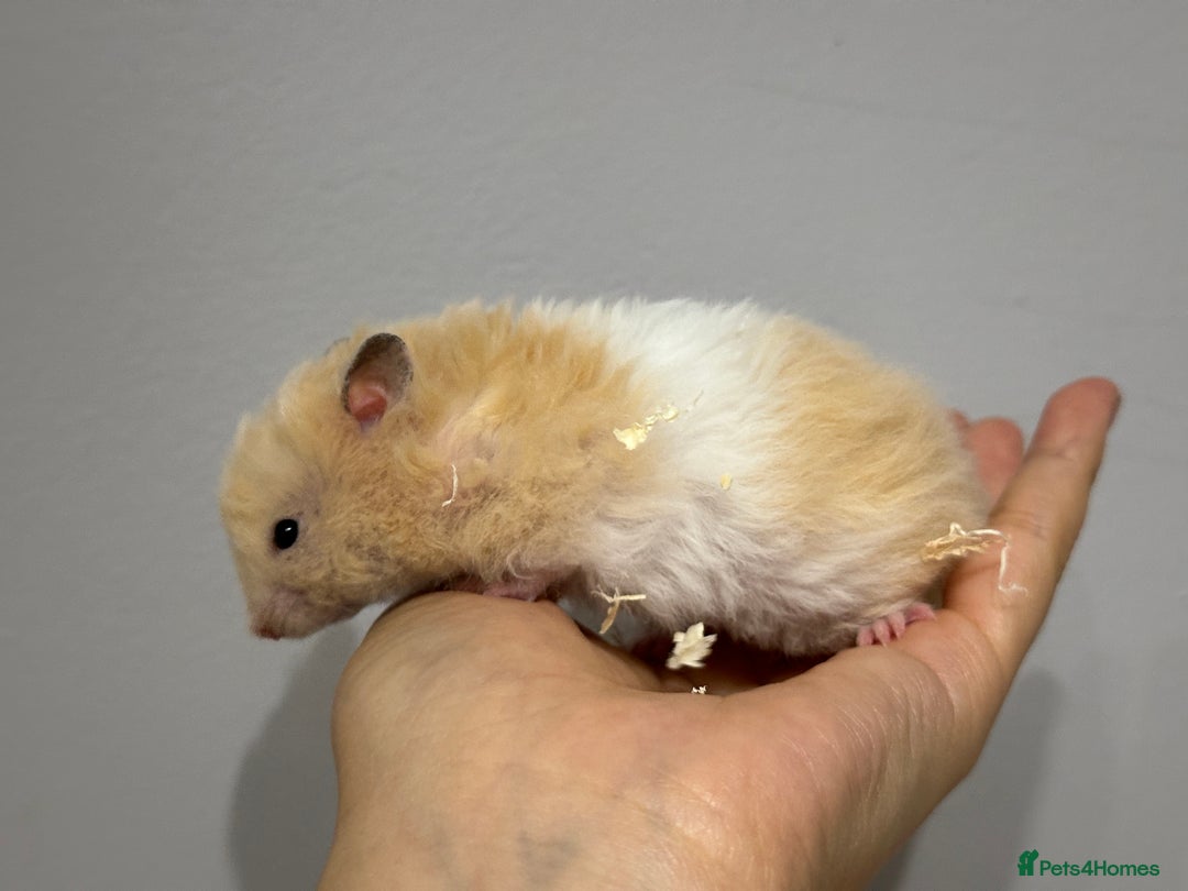 Hamster rodents for sale: Longhaired Rex/Straight Syrian Hamster Babies - Image 4