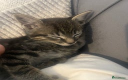 British Shorthair cats for sale: Beautiful kittens  - Image 9