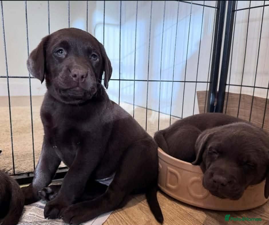 Labrador Retriever dogs Labrador puppy's  - Advert 4