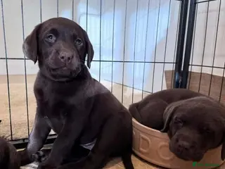 Labrador Retriever dogs Labrador puppy's - Advert 6