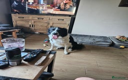 Border Collie dogs for sale: 5 border collie pups - Image 13