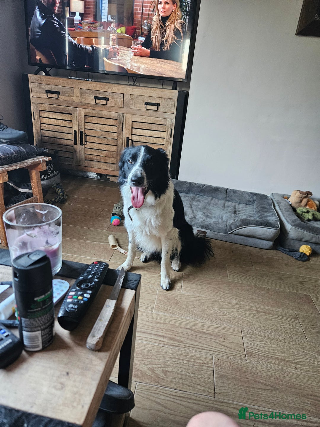 Border Collie dogs for sale: 5 border collie pups - Image 13