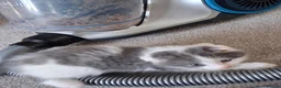 Scottish Fold cats for sale: Part scottish fold kittens  in Newbury - Advert 11