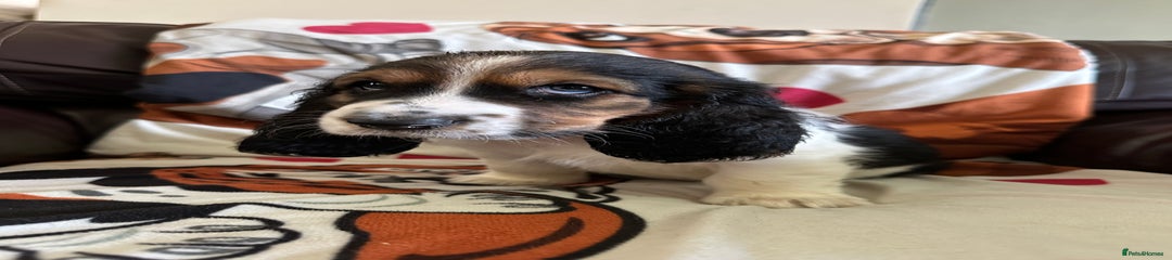 Basset Hound Puppy 8