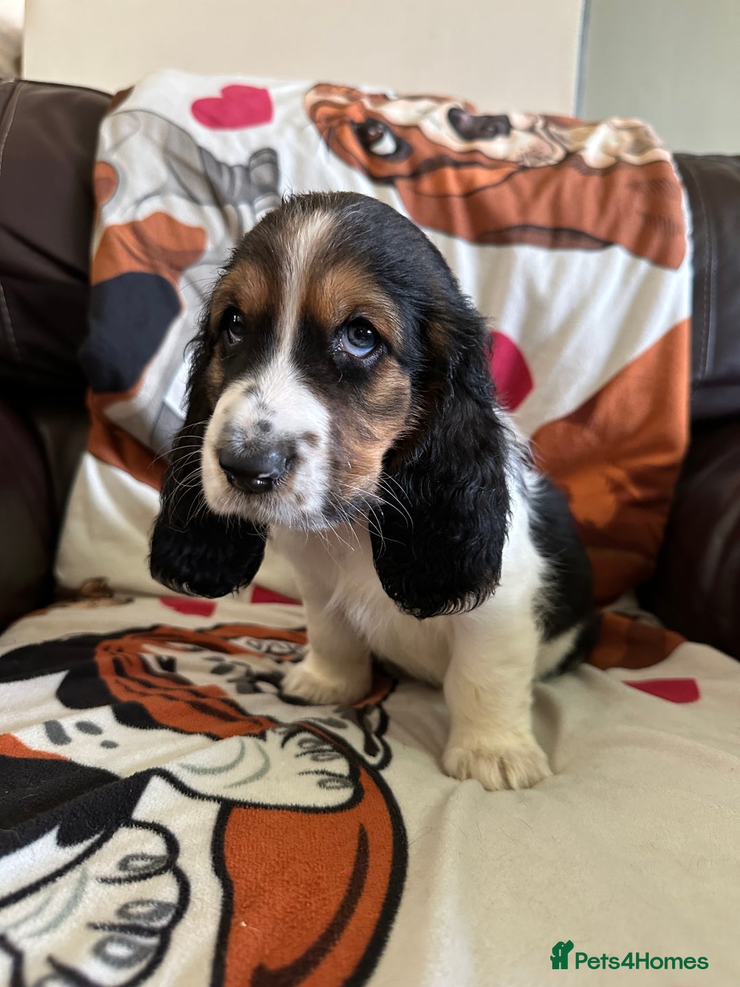 Basset Hound dogs for sale: Basset hound boys available - Image 12