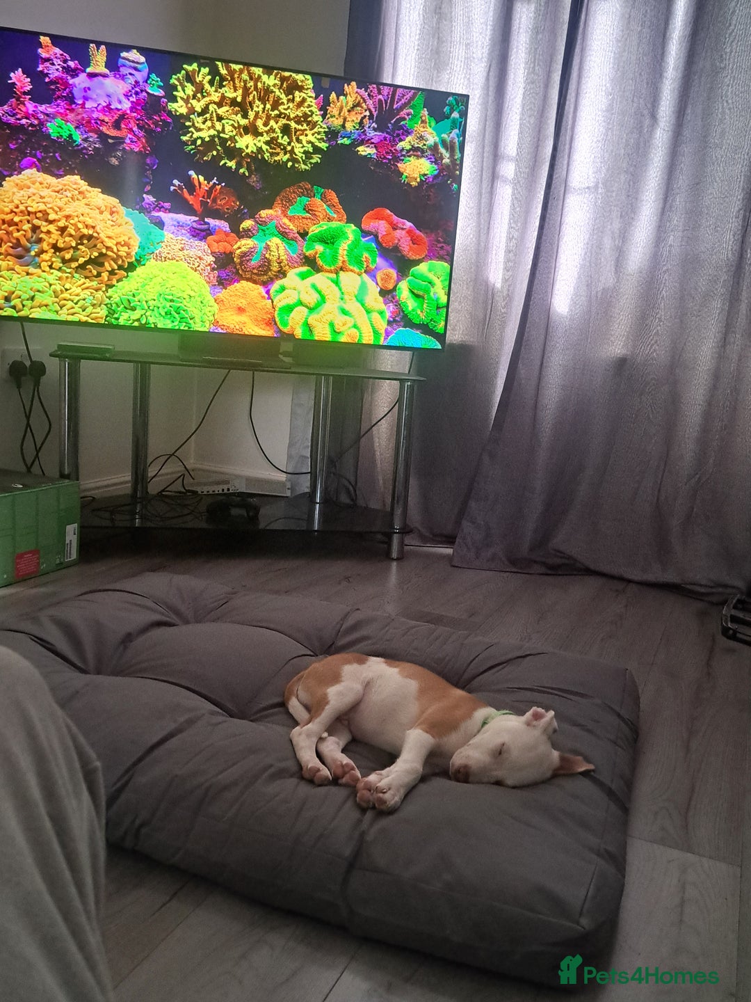 Mixed Breed dogs for sale: Male Staffordshire bull terrier x American Bulldog - Advert 6