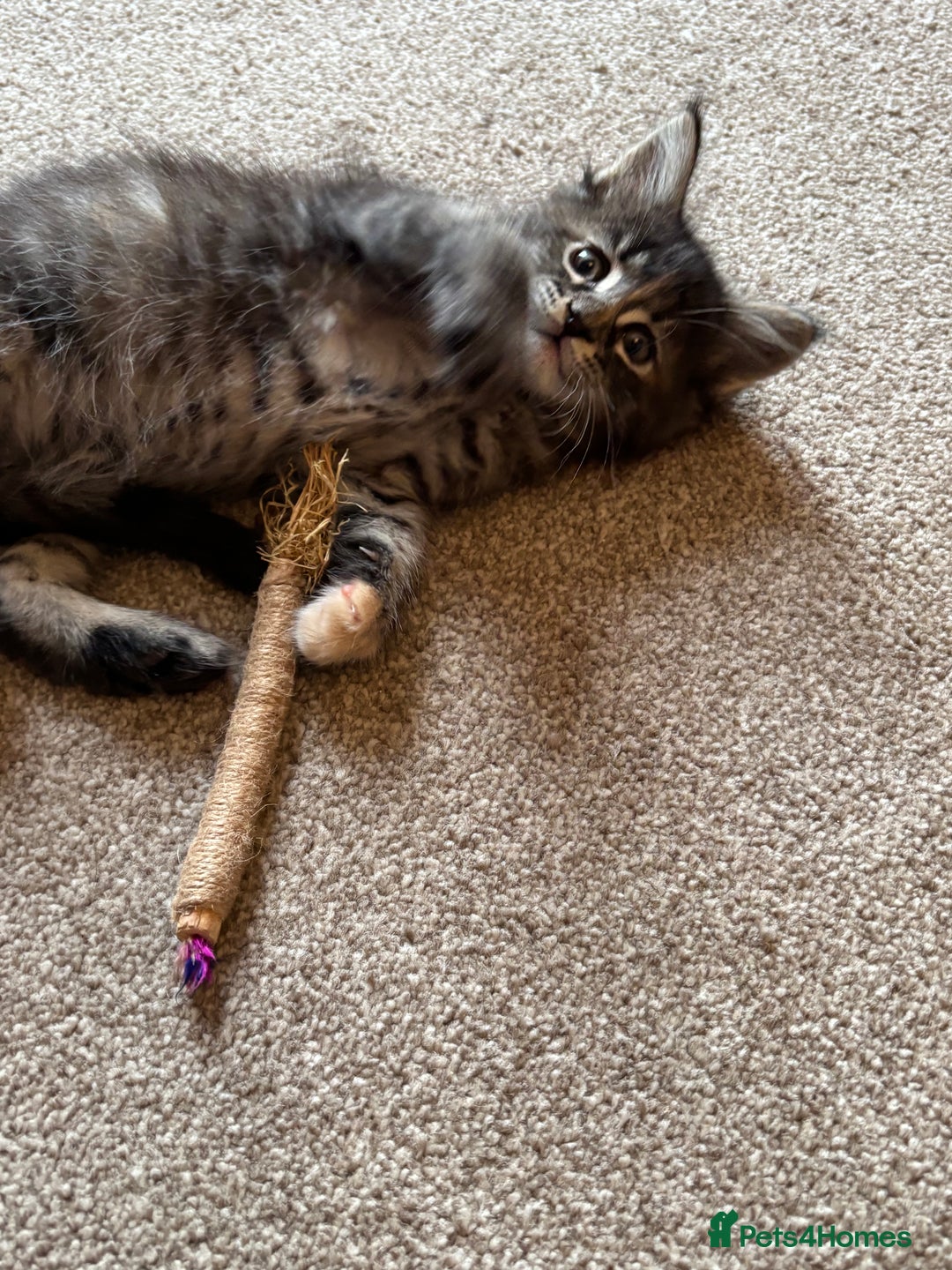 Maine Coon cats for sale: Beautiful Pedigree Main Coon Kittens - Advert 32