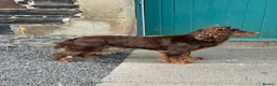 Mixed Breed dogs for sale: Absolutely stunning litter of F1 “Clockers”  - Advert 14