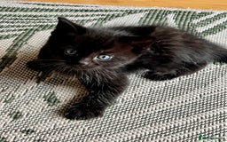 Ragdoll cats for sale: Beautiful coat Mink Ragdoll X British Short hair - Image 2