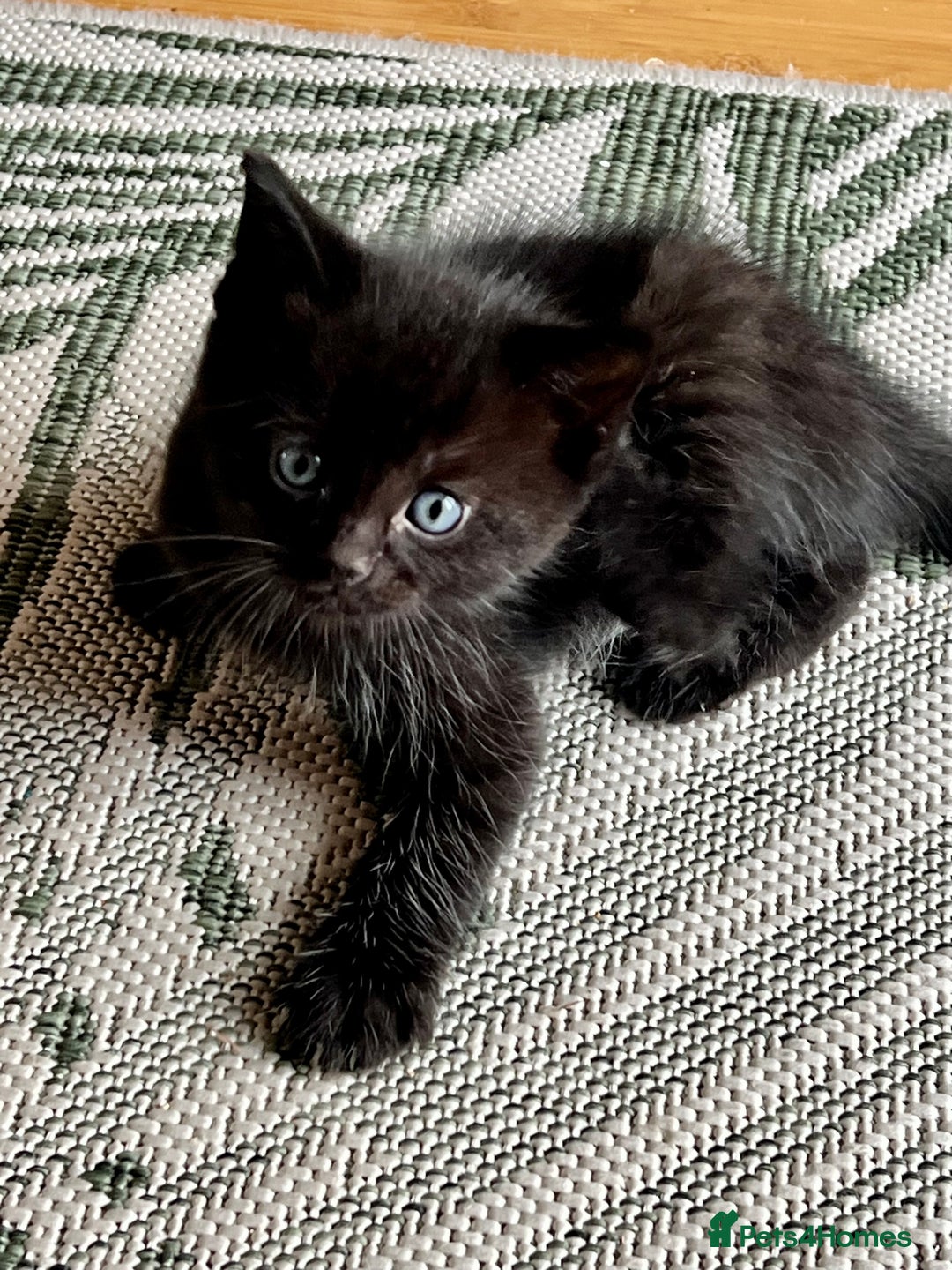 Ragdoll cats for sale: Beautiful coat Mink Ragdoll X British Short hair - Image 2