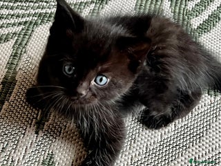 Ragdoll cats Beautiful coat Mink Ragdoll X British Short hair - Advert 11