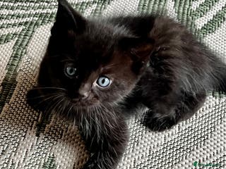 Ragdoll cats Beautiful coat Mink Ragdoll X British Short hair - Advert 5