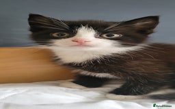 British Shorthair cats for sale: 4 adorable kittens wanting forever homes  - Image 4