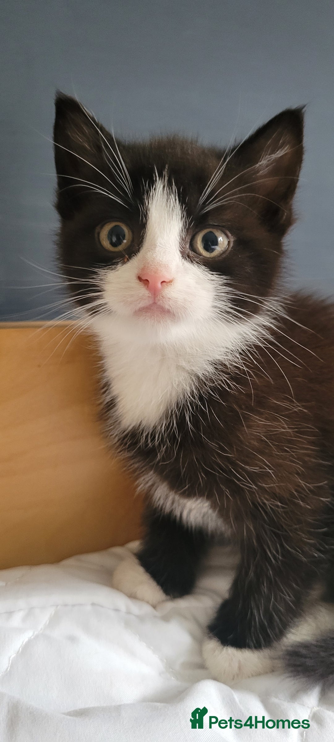 British Shorthair cats for sale: 4 adorable kittens wanting forever homes  - Image 4