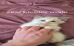 Ragdoll cats for sale: 3 Tica Registered Males For Sale - Image 12