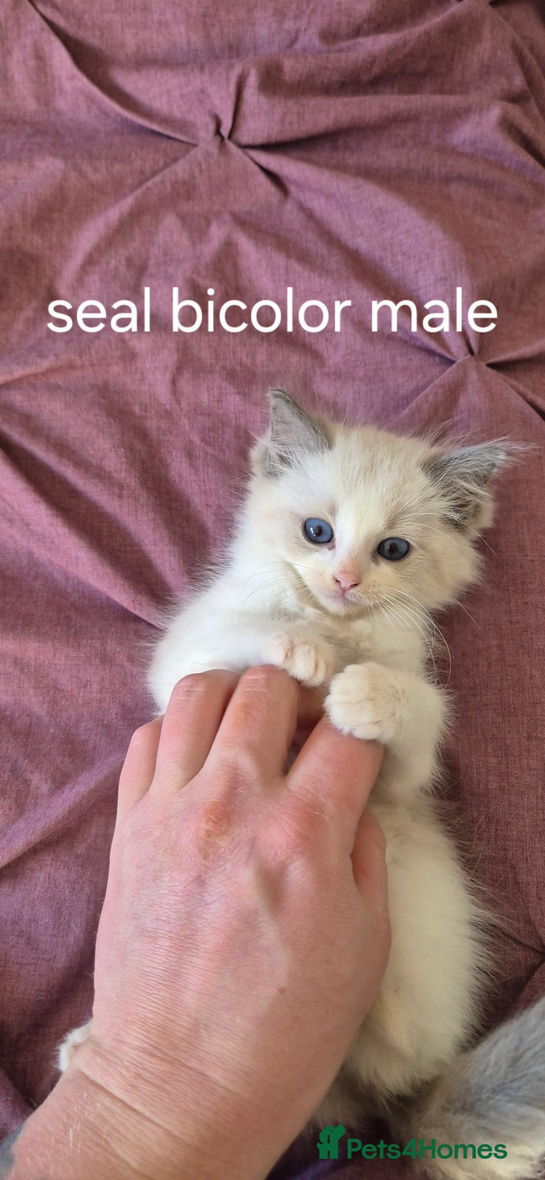 Ragdoll cats for sale: 3 Tica Registered Males For Sale - Image 12