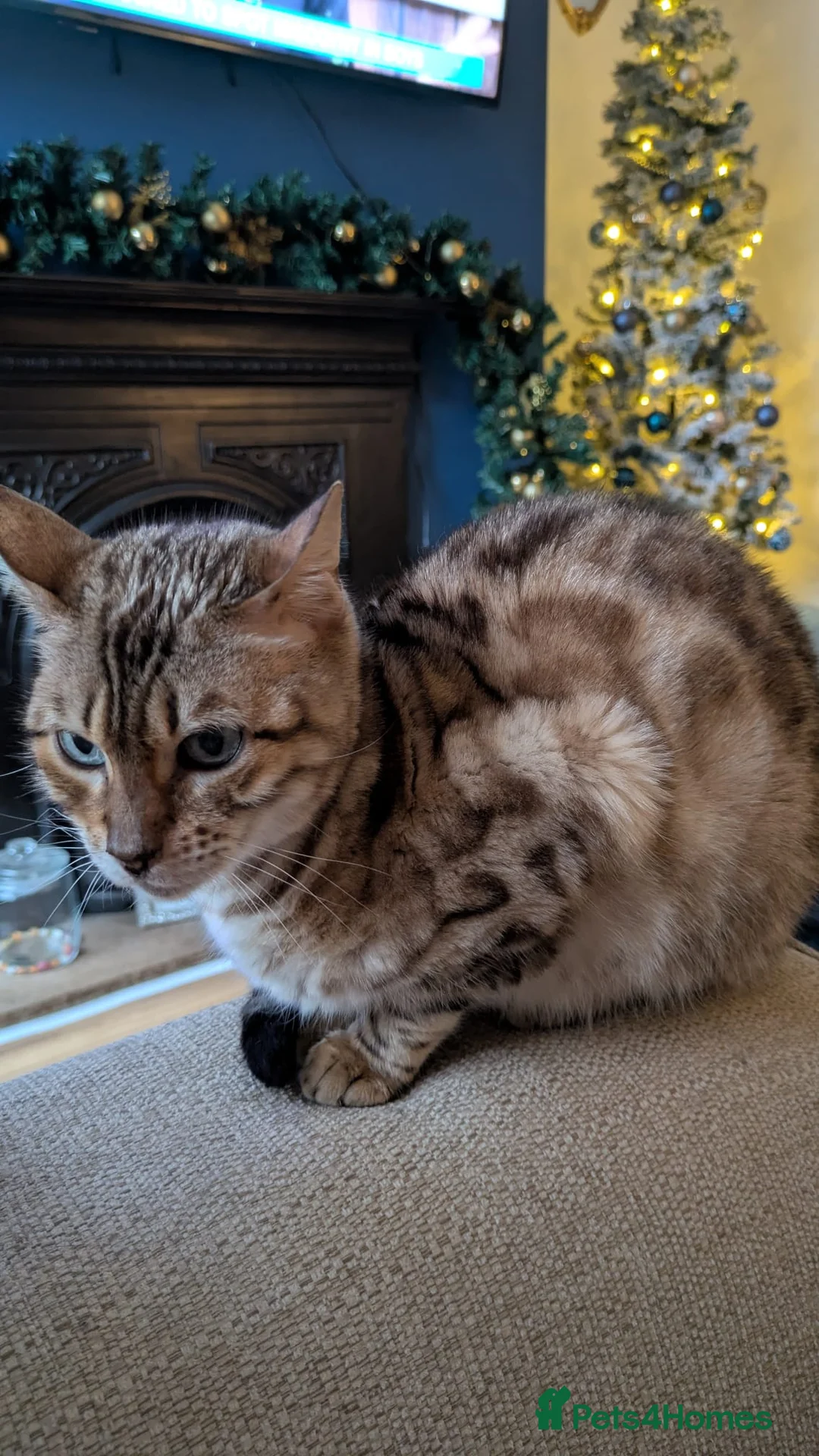 Bengal cats for sale: Female bengal cat - Advert 3