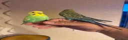 Budgerigars birds for sale: SUPER SILLY TAME BUDGIES FOR SALE WITH CAGE in Solihull - Advert 2