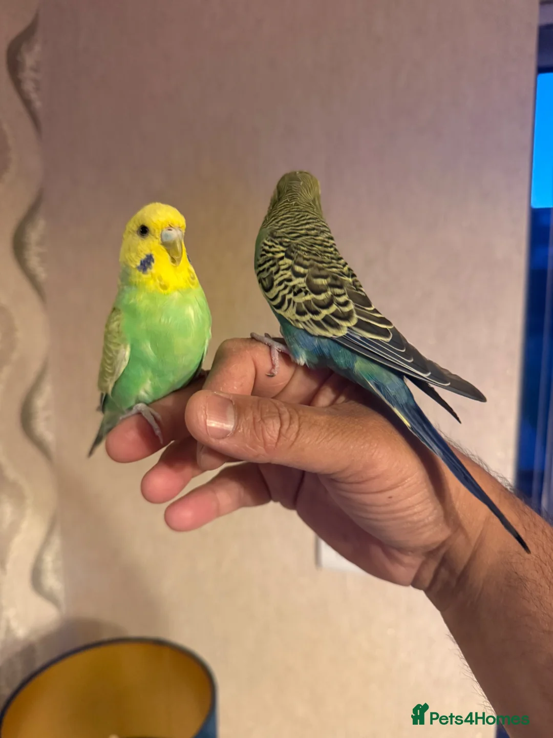 Budgerigars birds for sale: SUPER SILLY TAME BUDGIES FOR SALE WITH CAGE in Solihull - Advert 2