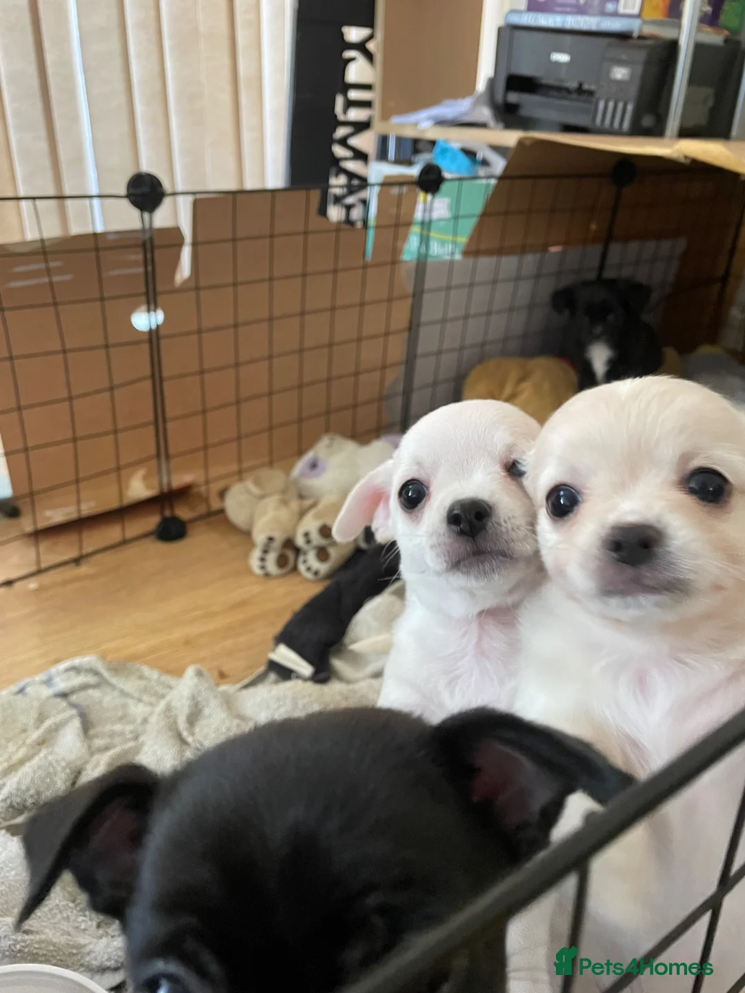 Chug dogs for sale: 5 male chihuahua/Chug puppies  - Advert 2