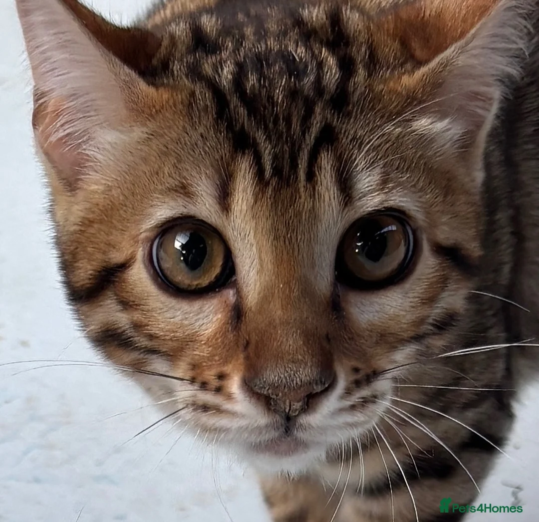Bengal cats for sale: Female SBT Bengal kitten - Advert 2