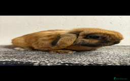 Mini Lop rabbits for sale: Mini Lop Sooty Fawn Boy - Image 1