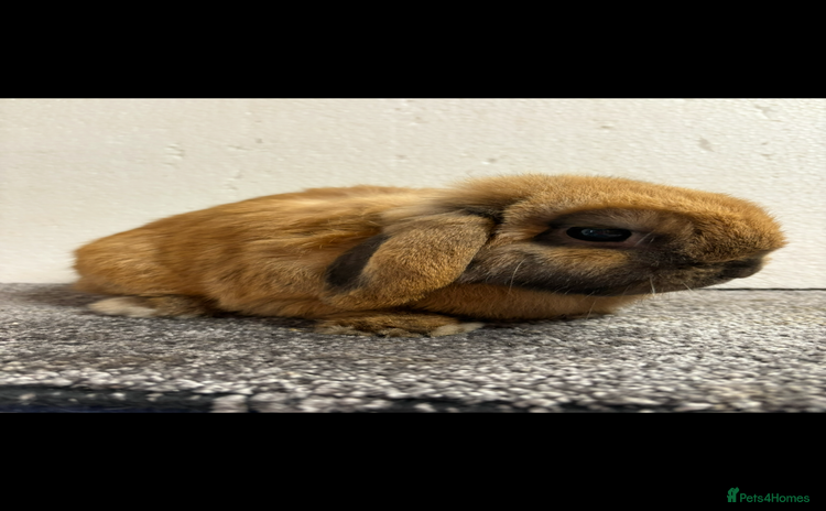 Mini Lop rabbits - Advert 10