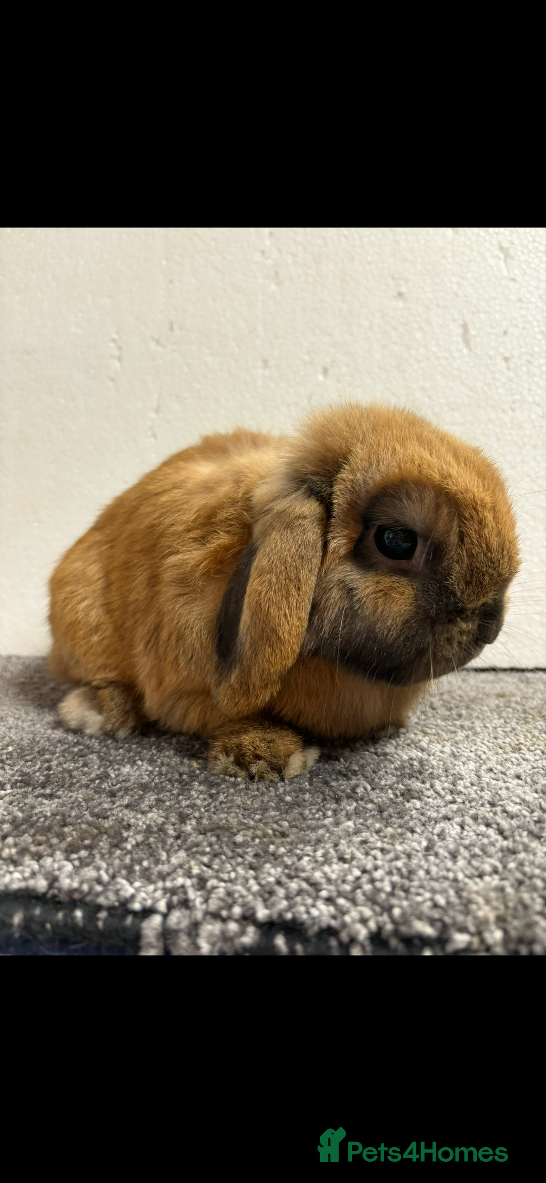 Mini Lop rabbits for sale: Mini Lop Sooty Fawn Boy - Image 1