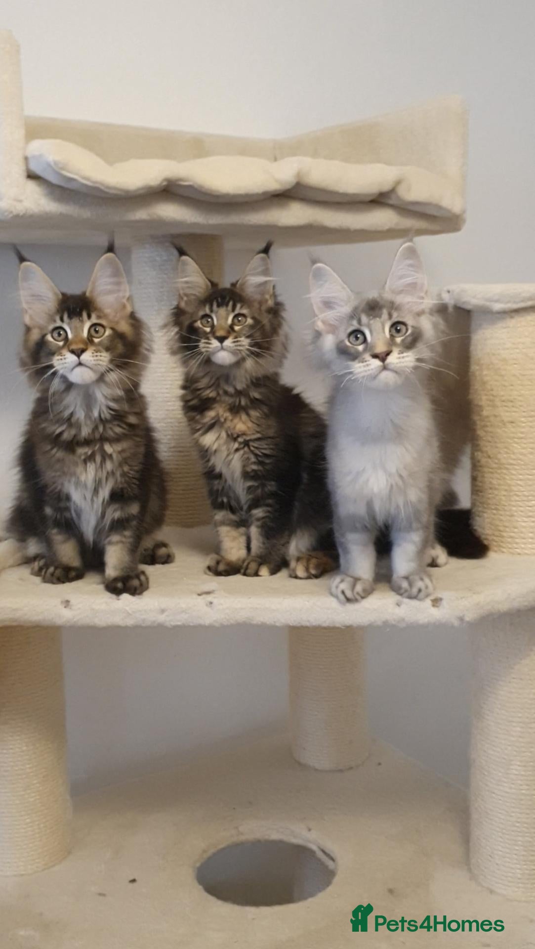 Maine Coon cats 🌟TICA🌟 reg pure maine coons - Advert 2