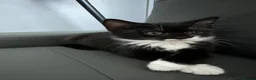 Mixed Breed cats for sale: Playful British Shorthair & Longhair Mix Kittens - Advert 3