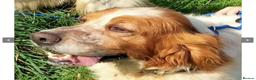 English Setter dogs for adoption: Lulo  in Alfreton - Advert 13