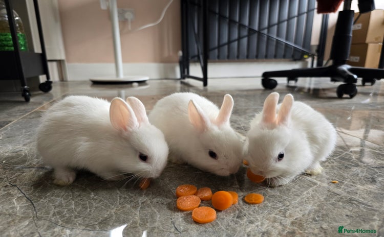 Netherland Dwarf rabbits - Advert 3