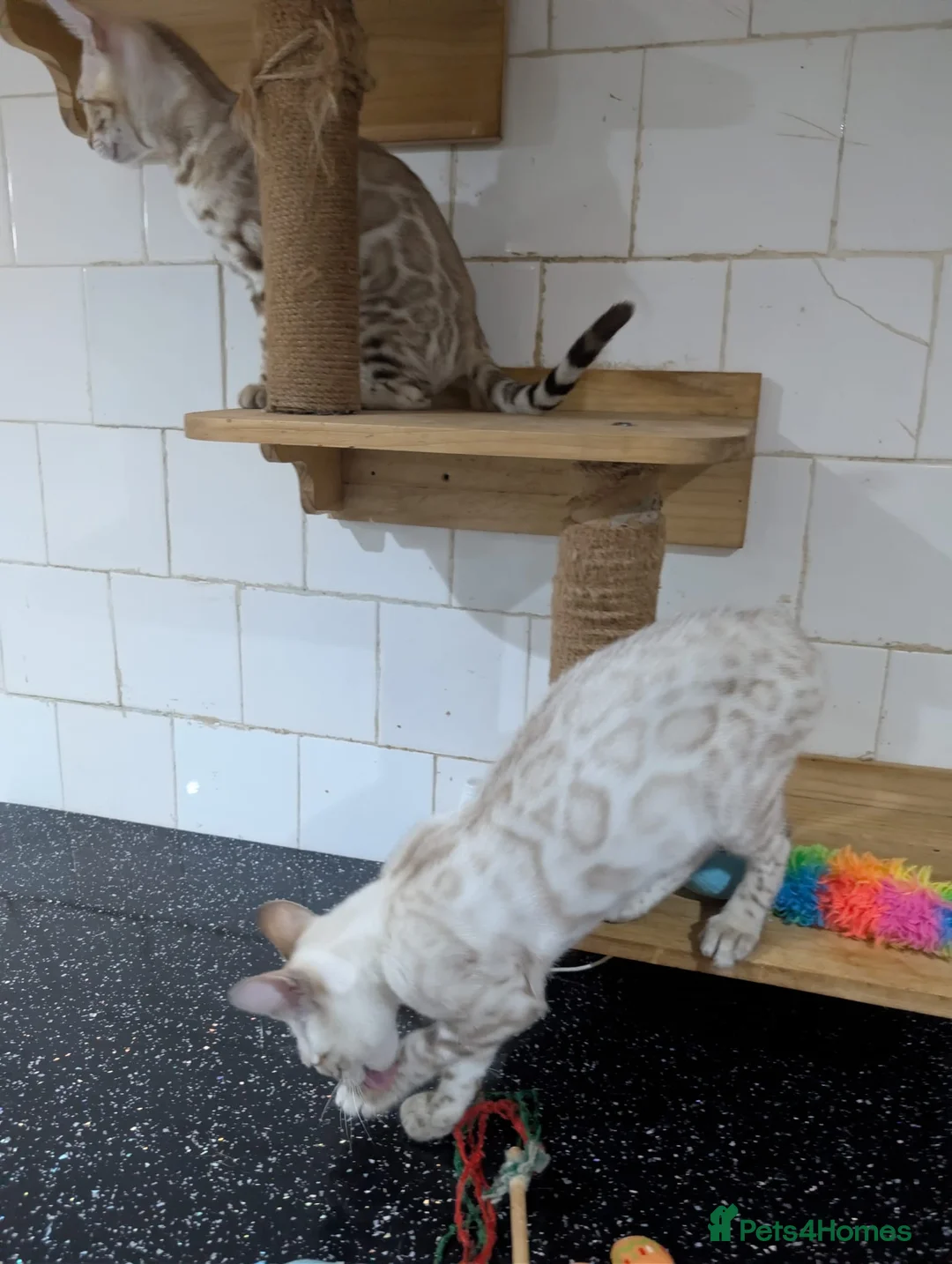 Bengal cats for sale: 🔥✨Pedigree TICA-Registered Bengals - Advert 4