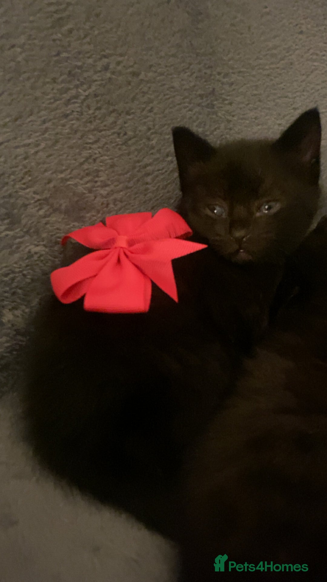 Mixed Breed cats for sale: Mixed bengal and Norwegian kittens  - Advert 17