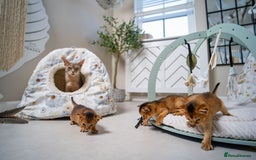 Abyssinian cats for sale: Champion Line Abyssinians- Rare Beauty- TICA reg. - Image 10