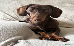 Miniature Dachshund dogs for sale: Loved Dachshund sadly ready for new chapter - Image 6
