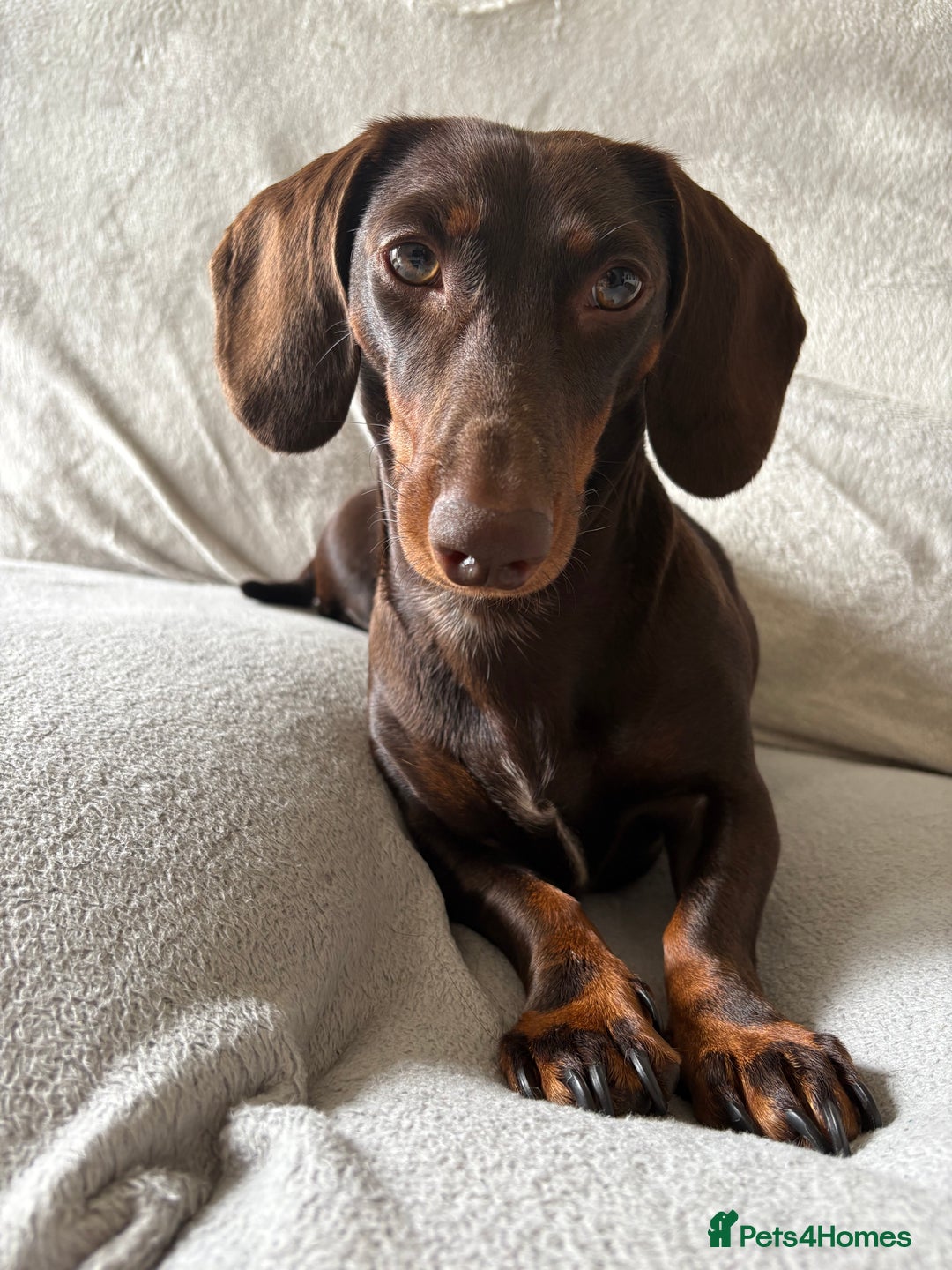 Miniature Dachshund dogs for sale: Loved Dachshund sadly ready for new chapter - Image 6