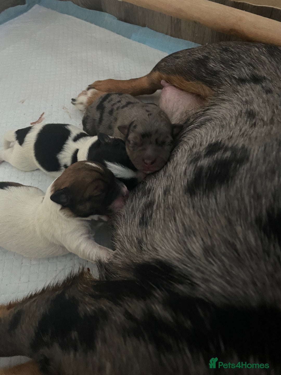 Jack Russell dogs for sale: Beautiful Jack Russell Terrier puppies available  - Advert 3