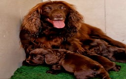 Cocker Spaniel dogs for sale: Cocker Spaniel Puppies  - Advert 2