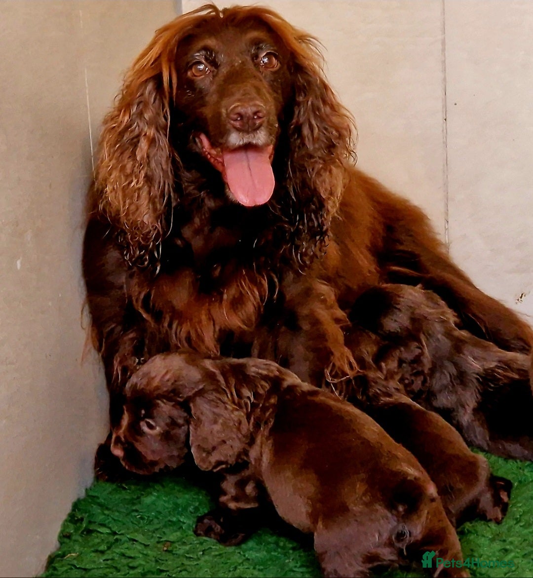 Cocker Spaniel dogs for sale: Cocker Spaniel Puppies  - Advert 2