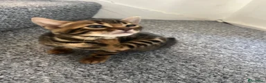 Bengal 2