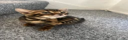 Bengal cats for sale: BENGAL KITTENS - Advert 5