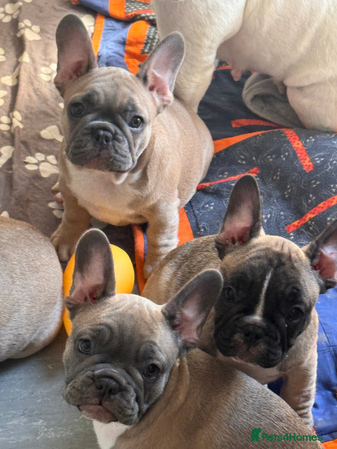 French Bulldog dogs for sale: French bulldogs puppies - Image 21